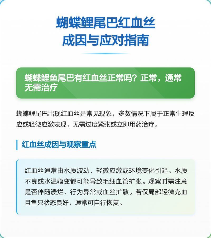 如何預防蝴蝶鯉尾巴出現紅血絲，蝴蝶鯉尾巴出現紅血絲怎么辦