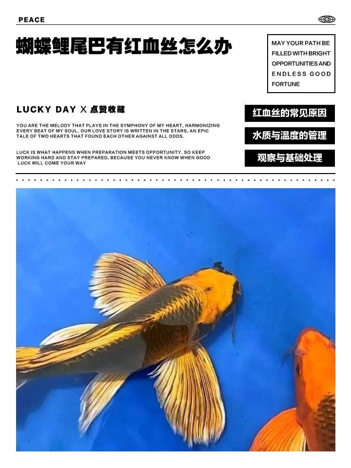 如何預防蝴蝶鯉尾巴出現紅血絲，蝴蝶鯉尾巴出現紅血絲怎么辦