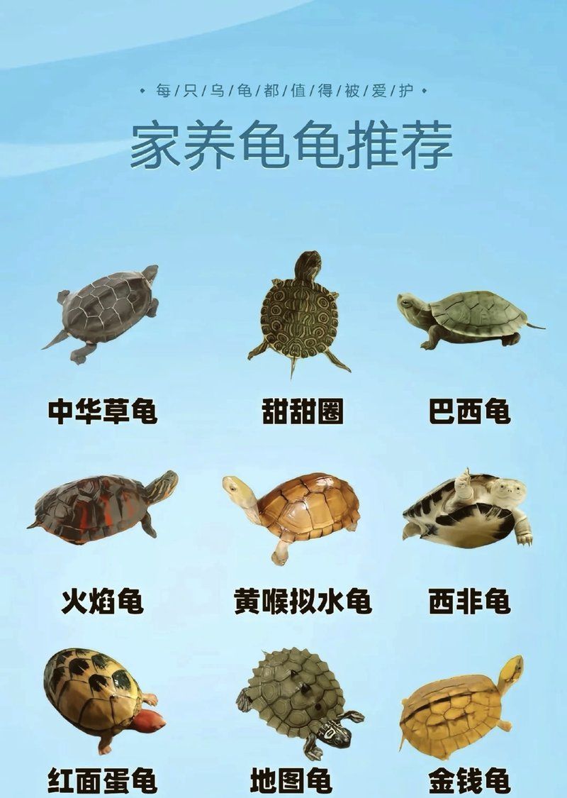 有哪些烏龜品種適合新手飼養(yǎng)，寵物龜推薦:高性價比品種?