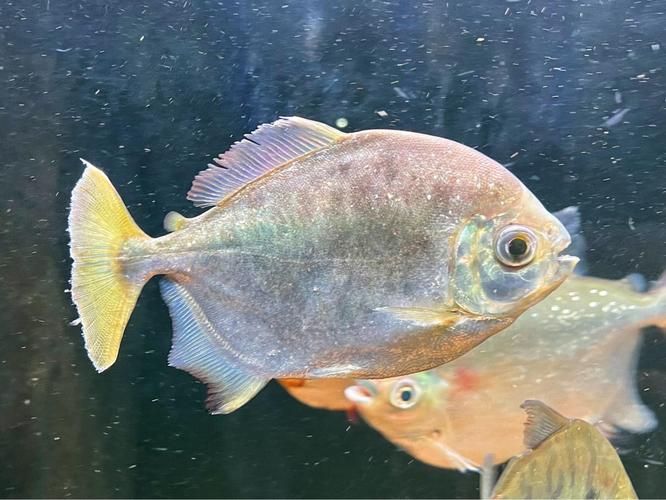 銀板魚和銀龍魚哪個更好？