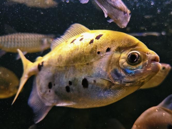 銀板魚和銀龍魚哪個更好？