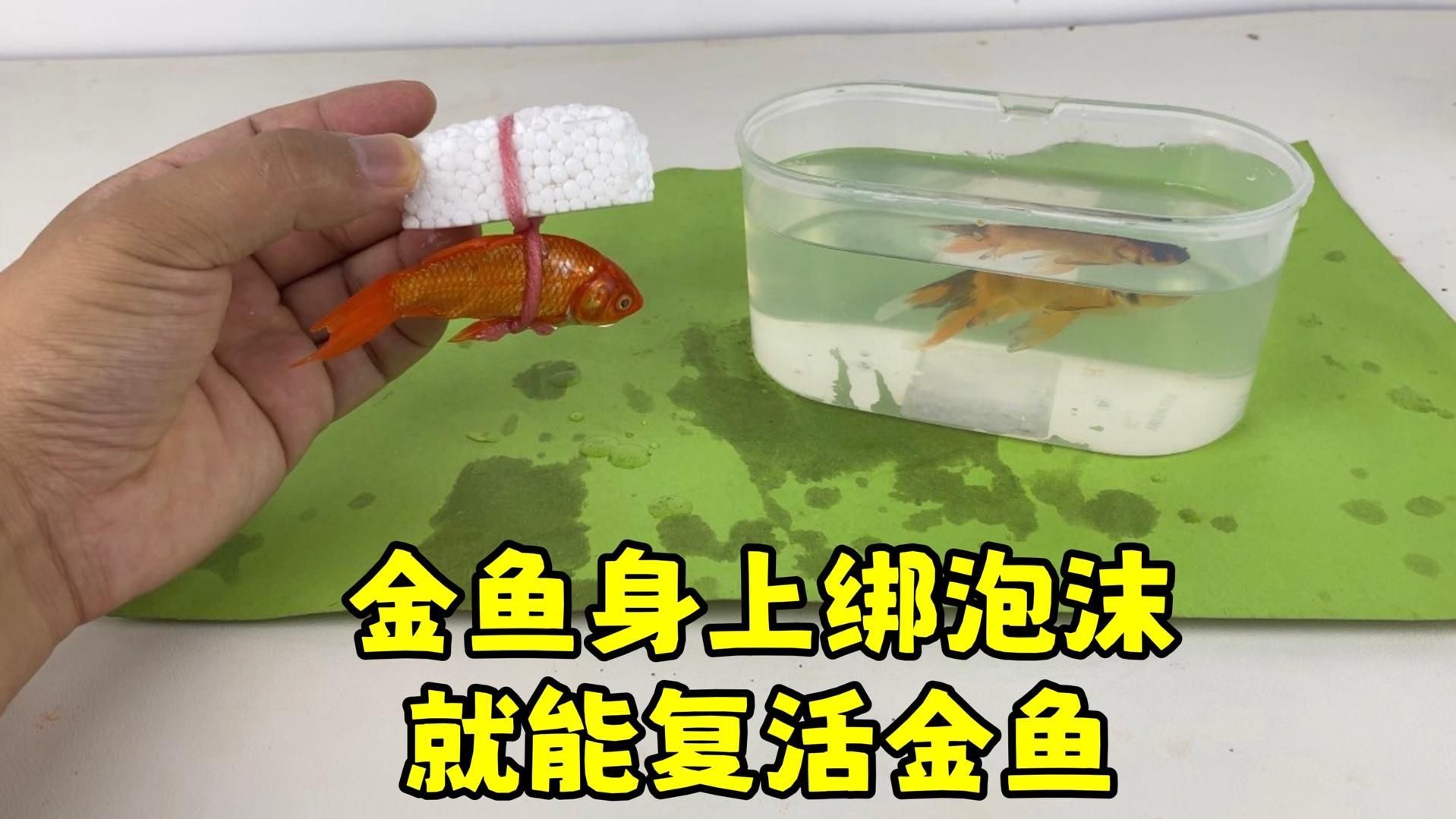 金魚趴缸底后如何恢復(fù)活力，魚趴缸底后如何恢復(fù)活力