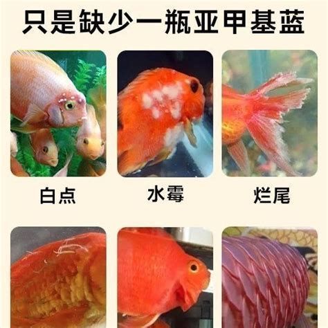 爛尾的魚多久能恢復，爛尾的魚多久能恢復詳解與養(yǎng)護指南tailrot