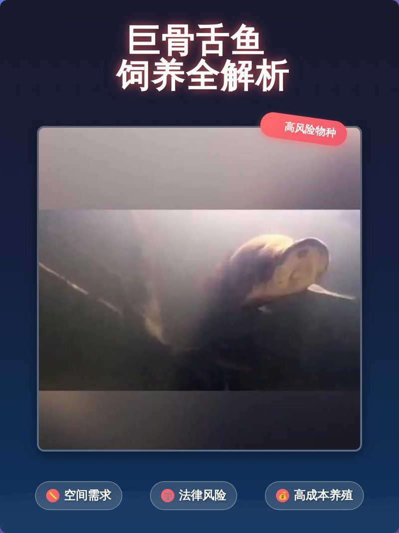 金龍魚和巨骨舌魚的飼養難度如何？，金龍魚與巨骨舌魚的飼養難度深度對比分析