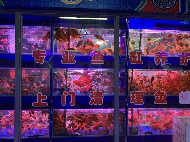推薦一些可靠的龍魚購買渠道，如何選擇龍魚購買渠道