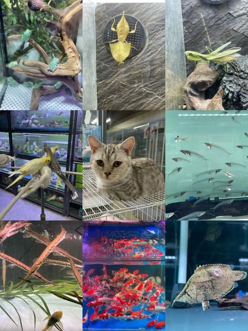 推薦一些可靠的龍魚購買渠道，如何選擇龍魚購買渠道