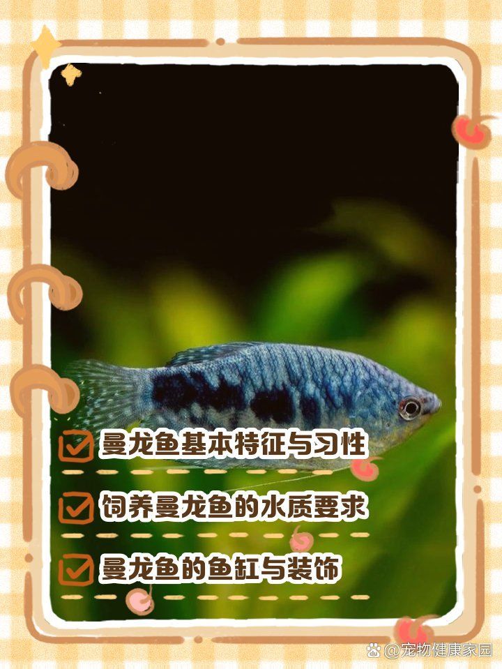 曼龍魚和新加坡龍魚的區別，曼龍魚與新加坡龍魚對比
