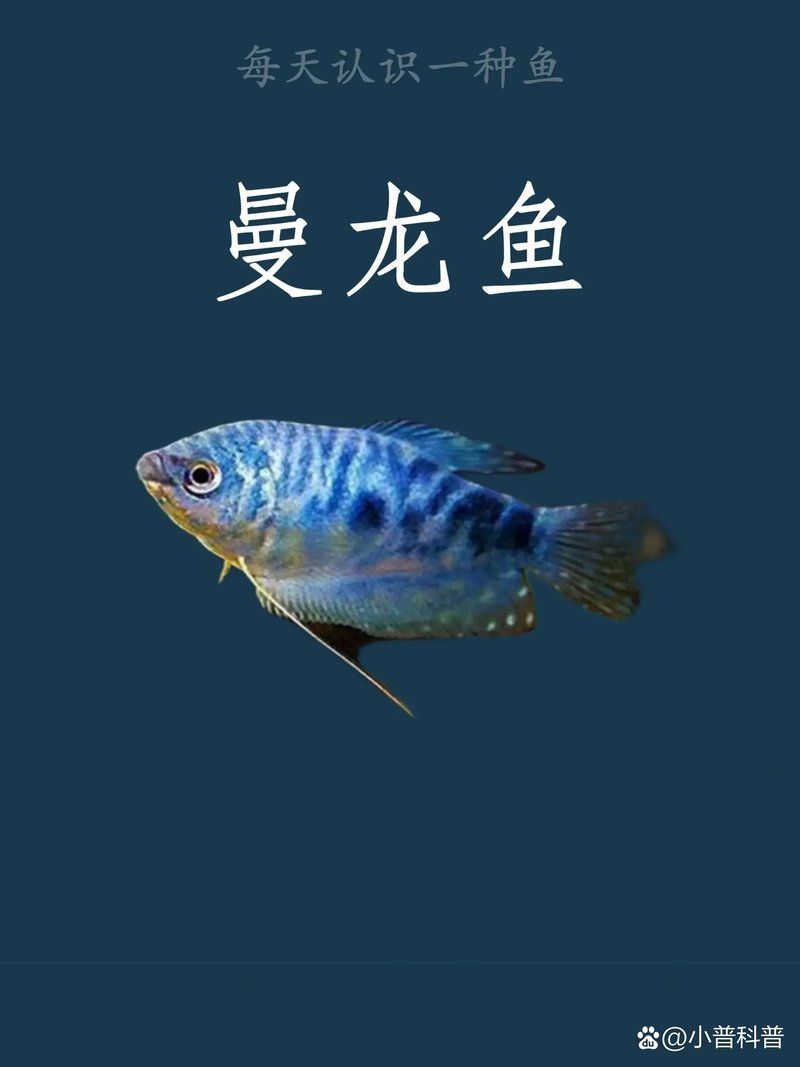 曼龍魚和新加坡龍魚的區別，曼龍魚與新加坡龍魚對比