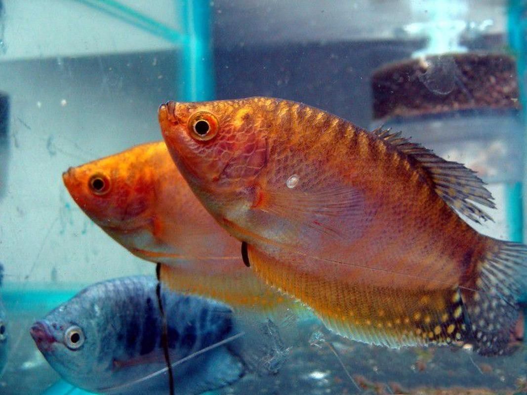曼龍魚和新加坡龍魚的區別，曼龍魚與新加坡龍魚對比
