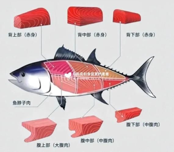 金槍魚的最佳烹飪方式是什么，金槍魚最佳烹飪方式詳解