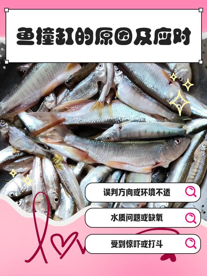 魚撞缸后如何護理，魚撞缸后，首要原則是：靜養為先,水質為本，避免慌亂用藥