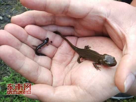 如何區分四腳龍魚和墨西哥鈍口螈？，墨西哥鈍口螈與四腳龍魚的區別