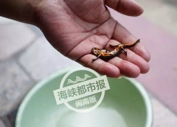 如何區分四腳龍魚和墨西哥鈍口螈？，墨西哥鈍口螈與四腳龍魚的區別
