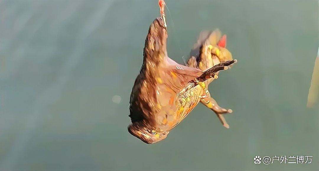 如何區分四腳龍魚和墨西哥鈍口螈？，墨西哥鈍口螈與四腳龍魚的區別