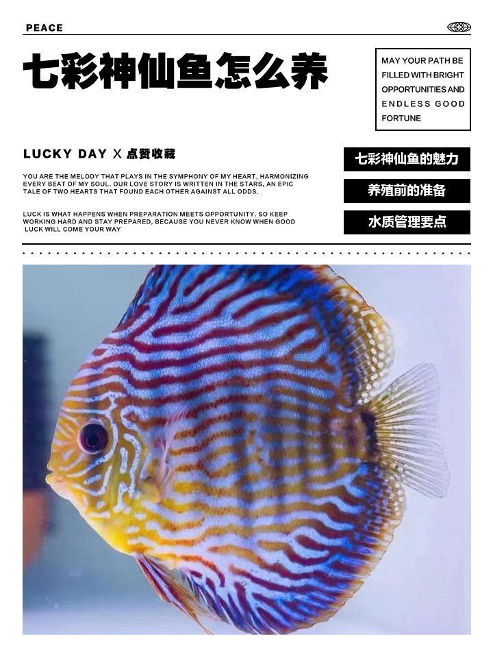 養(yǎng)七彩魚(yú)需要多大的魚(yú)缸？，七彩神仙魚(yú)需要多大的魚(yú)缸，養(yǎng)七彩魚(yú)需要多大的魚(yú)缸