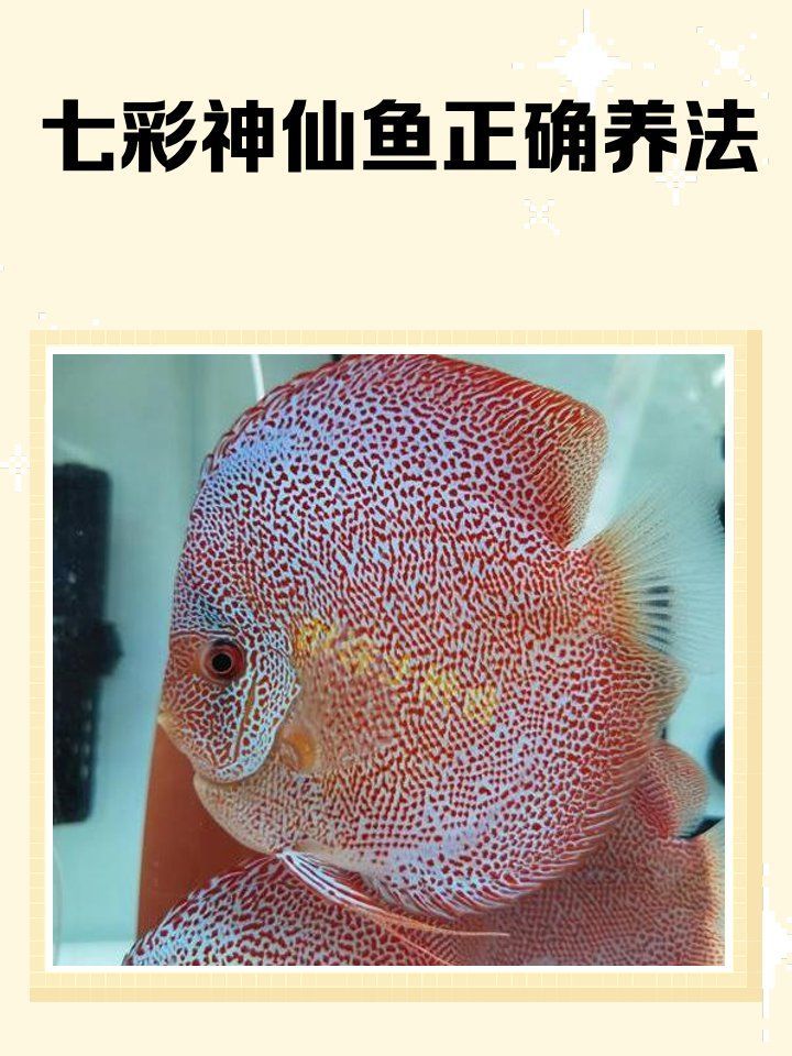 養(yǎng)七彩魚(yú)需要多大的魚(yú)缸？，七彩神仙魚(yú)需要多大的魚(yú)缸，養(yǎng)七彩魚(yú)需要多大的魚(yú)缸