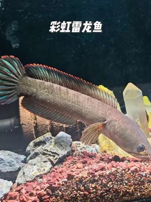 如何辨別冷水雷龍魚的品種？，冷水雷龍魚的辨別