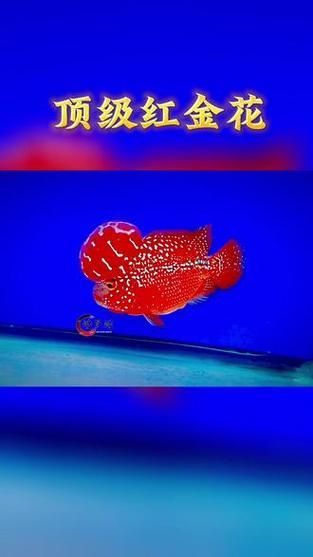 如何區分紅頭利魚的品種？，如何識別紅頭利魚 如何區分紅頭利魚的品種？，如何識別紅頭利魚 龍魚百科 第2張