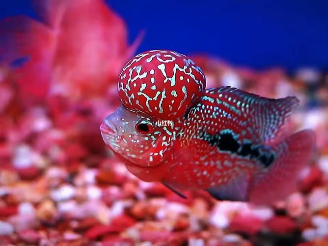 如何區分紅頭利魚的品種？，如何識別紅頭利魚 如何區分紅頭利魚的品種？，如何識別紅頭利魚 龍魚百科 第4張