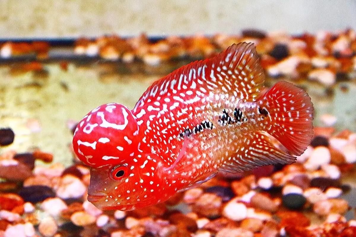如何區分紅頭利魚的品種？，如何識別紅頭利魚 如何區分紅頭利魚的品種？，如何識別紅頭利魚 龍魚百科 第3張