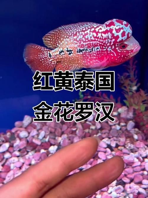 如何區分紅頭利魚的品種？，如何識別紅頭利魚 如何區分紅頭利魚的品種？，如何識別紅頭利魚 龍魚百科 第6張