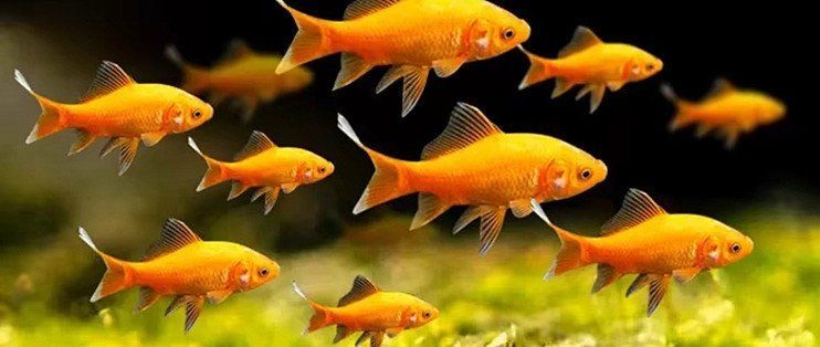 有哪些淡水觀賞魚適合新手，新手養魚，選擇適合自己條件的觀賞魚 有哪些淡水觀賞魚適合新手，新手養魚，選擇適合自己條件的觀賞魚 龍魚百科 第1張