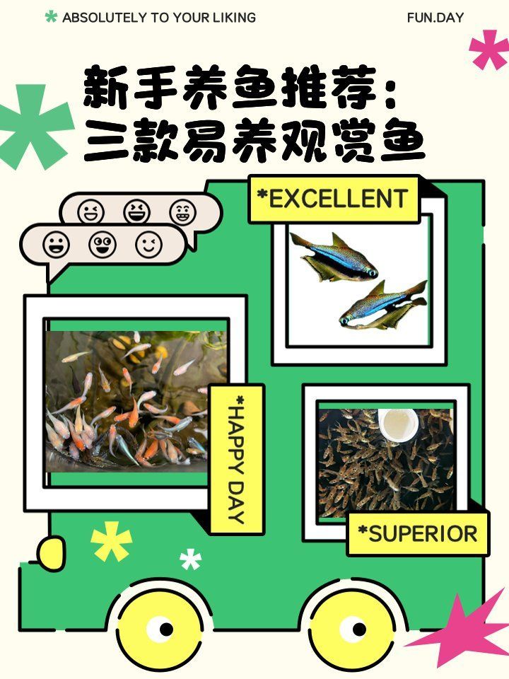 有哪些淡水觀賞魚適合新手，新手養魚，選擇適合自己條件的觀賞魚 有哪些淡水觀賞魚適合新手，新手養魚，選擇適合自己條件的觀賞魚 龍魚百科 第2張