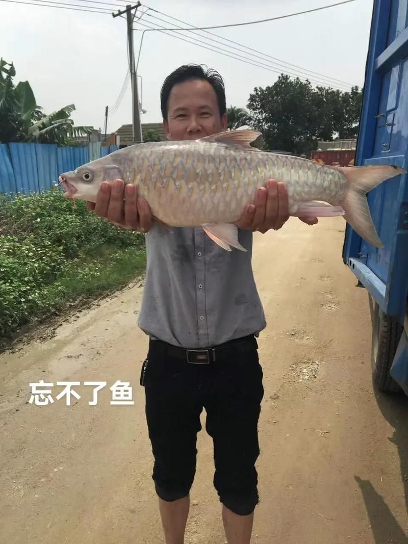 忘不了魚的價格是多少？，忘不了魚價格是多少
