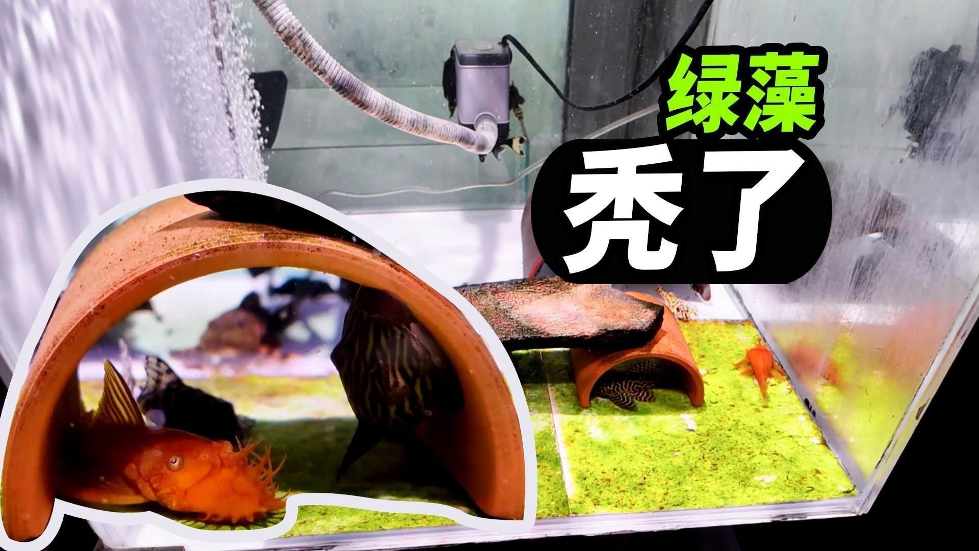 南美異型魚有哪些飼養技巧，南美異型魚|南美異型魚飼養技巧：南美異型魚 南美異型魚有哪些飼養技巧，南美異型魚|南美異型魚飼養技巧：南美異型魚 龍魚百科 第2張