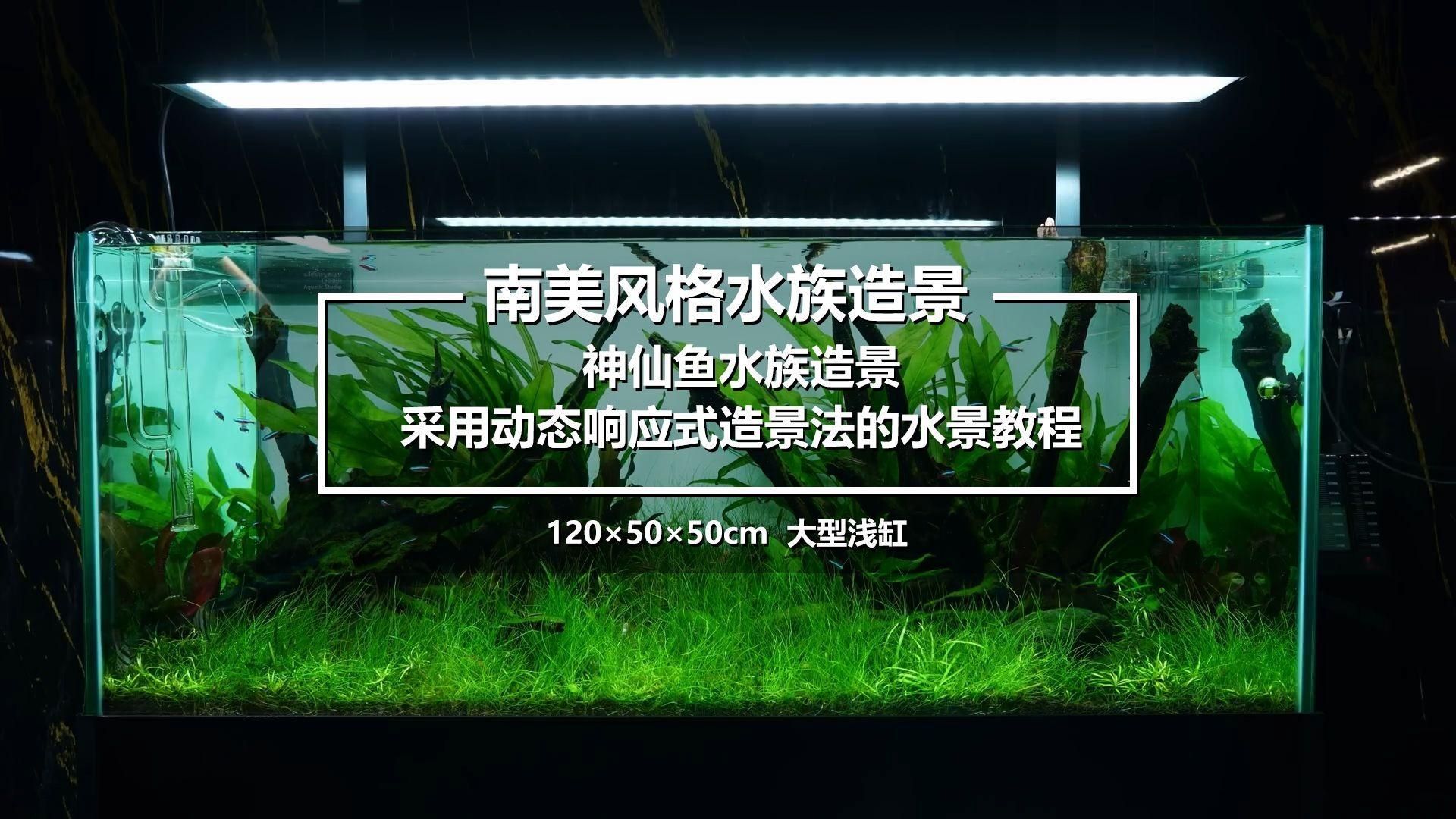 南美異型魚有哪些飼養技巧，南美異型魚|南美異型魚飼養技巧：南美異型魚