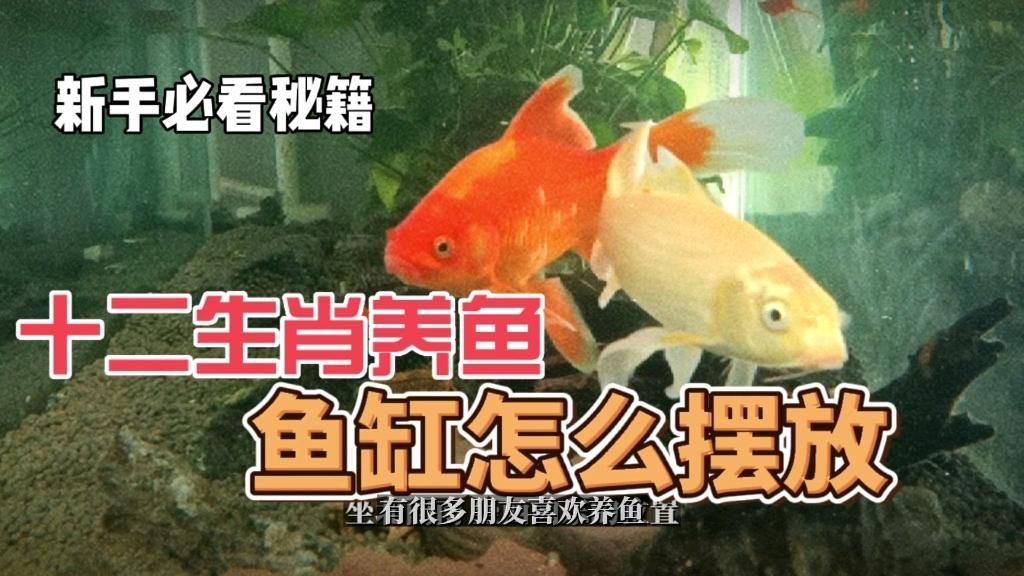 如何結合風水布局龍魚缸？，如何正確地結合風水布局龍魚缸