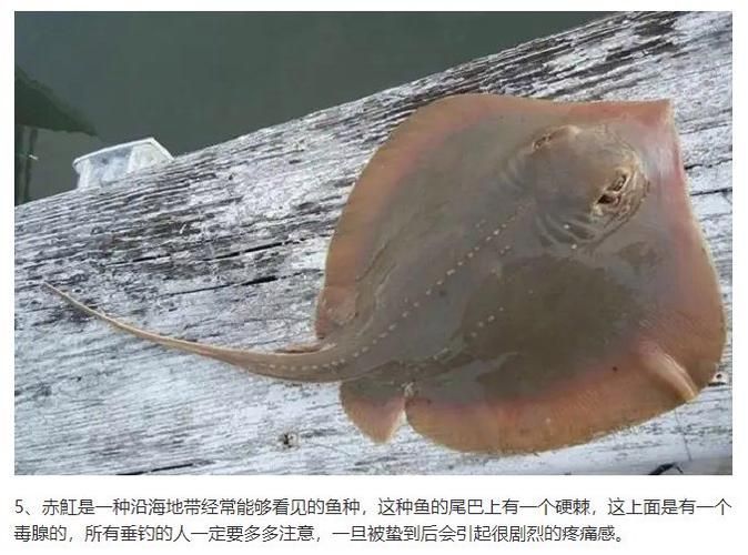 魟魚百科，《魟魚百科》