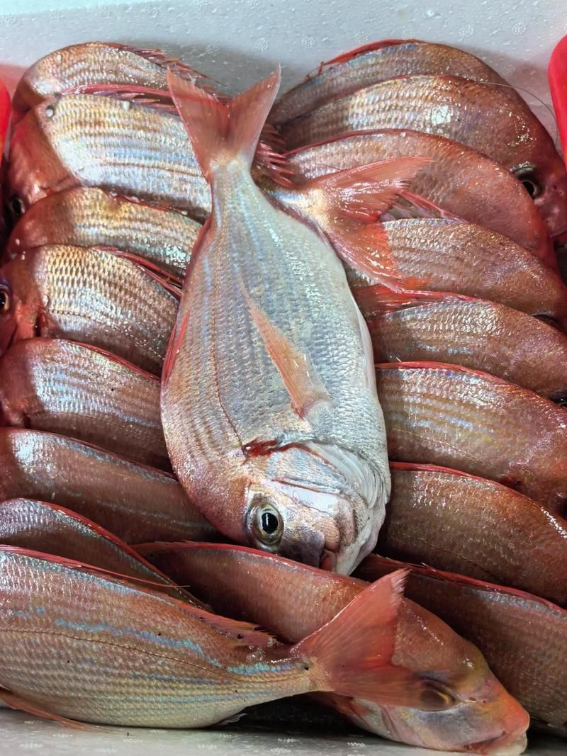 魟魚百科，《魟魚百科》