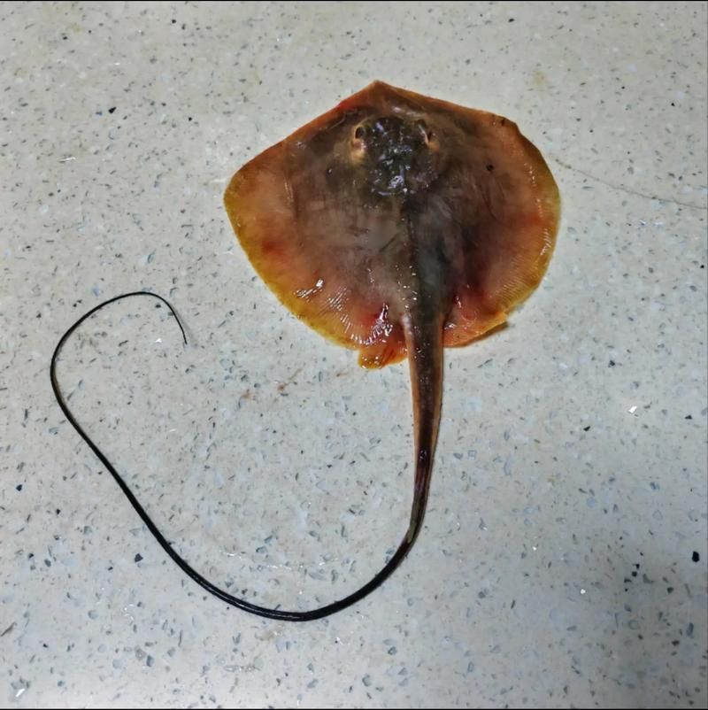 魟魚百科，《魟魚百科》