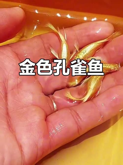 金頭過背和過背的市場價格差異，金頭過背與過背與過背孔雀魚市場價格差異在于頭部私域