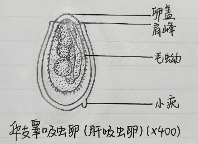 哪些魚類容易感染寄生蟲，————科學詳解與高風險物種清單 哪些魚類容易感染寄生蟲，————科學詳解與高風險物種清單 龍魚百科 第4張