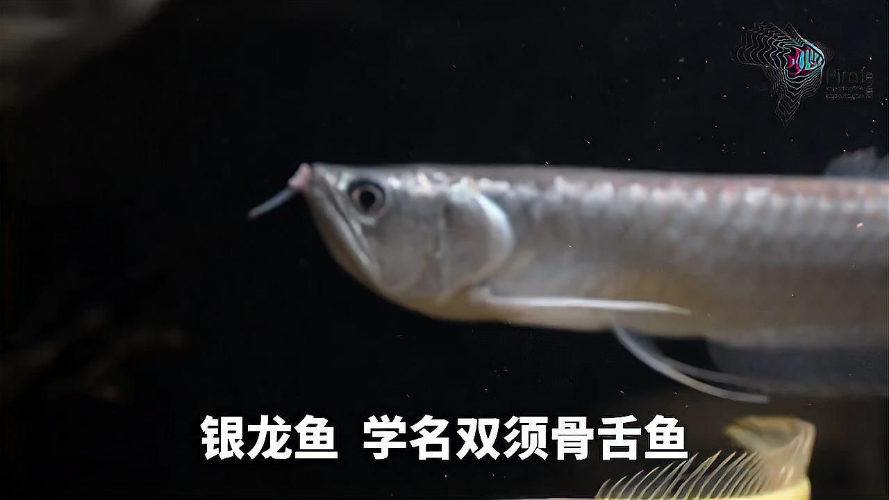 銀龍魚百科 銀龍魚百科 龍魚百科 第3張