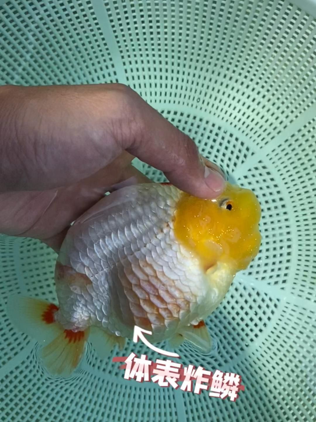 哪種藥物對魚炸鱗最有效，最“惡心”的魚病-炸鱗有救了 哪種藥物對魚炸鱗最有效，最“惡心”的魚病-炸鱗有救了 龍魚百科 第5張