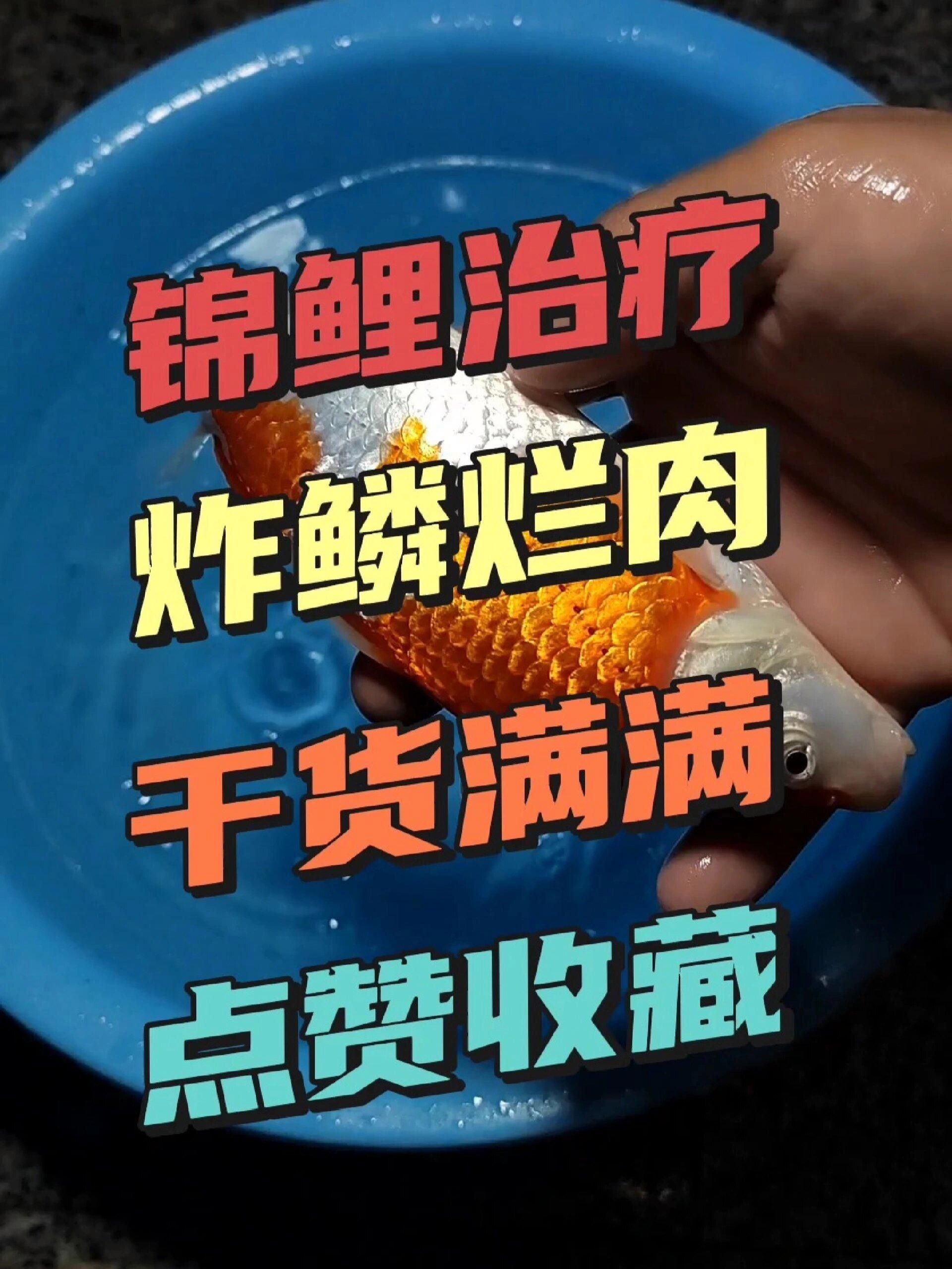 哪種藥物對魚炸鱗最有效，最“惡心”的魚病-炸鱗有救了