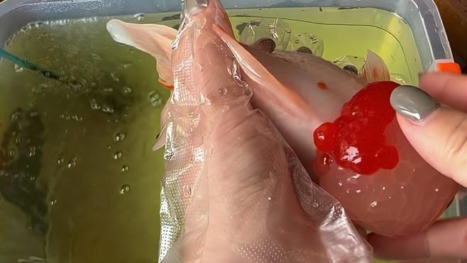 哪種藥物對魚炸鱗最有效，最“惡心”的魚病-炸鱗有救了 哪種藥物對魚炸鱗最有效，最“惡心”的魚病-炸鱗有救了 龍魚百科 第4張