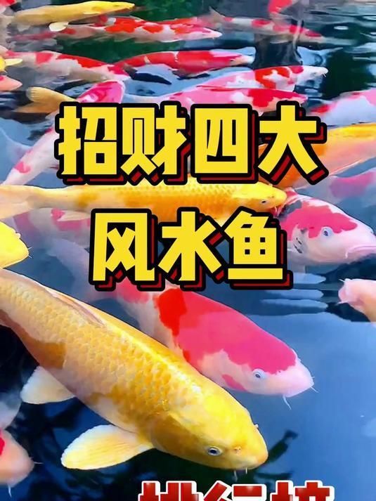 十大招財魚中哪種最貴，哪種招財魚最貴？