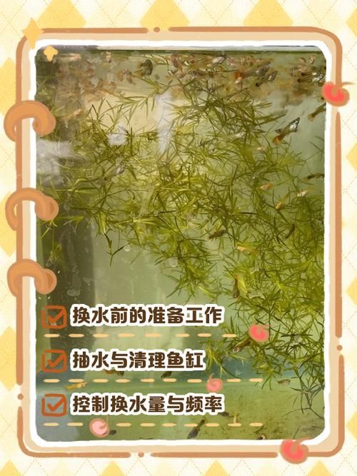 如何預防金魚出現炸鱗病，金魚炸鱗病的科學預防指南
