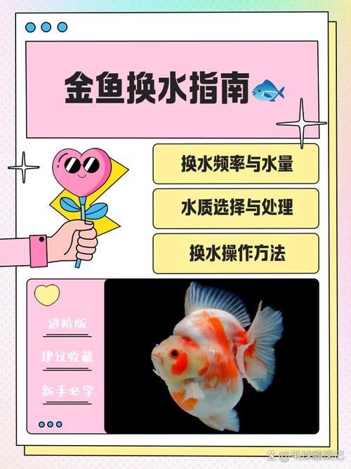 如何預防金魚出現炸鱗病，金魚炸鱗病的科學預防指南