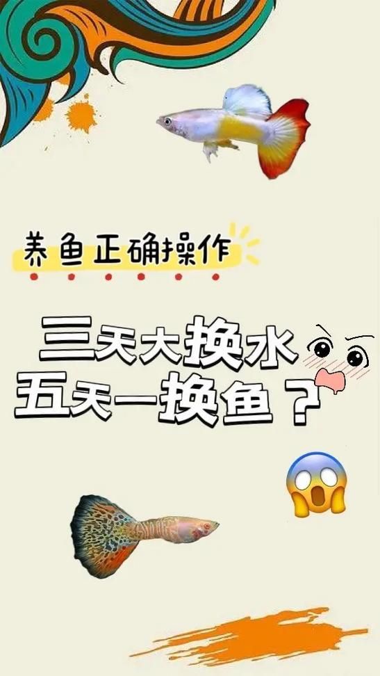 如何預防金魚出現炸鱗病，金魚炸鱗病的科學預防指南