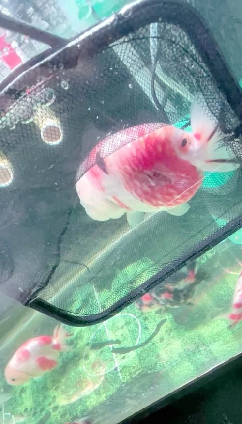 小金頭過背的返祖現象案例，“小金頭過背”金魚的返祖現象