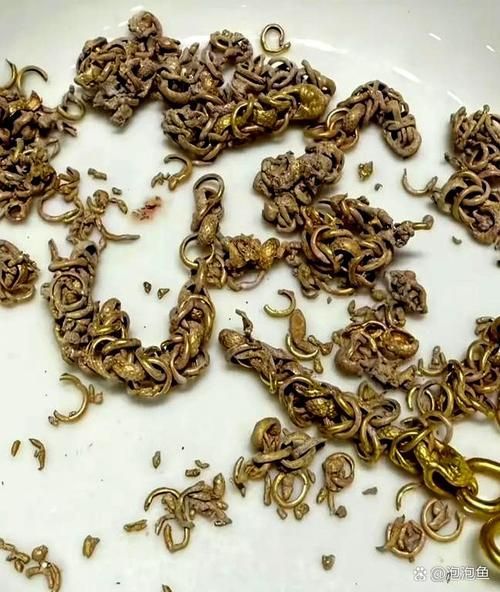 小金頭過背的返祖現象案例，“小金頭過背”金魚的返祖現象