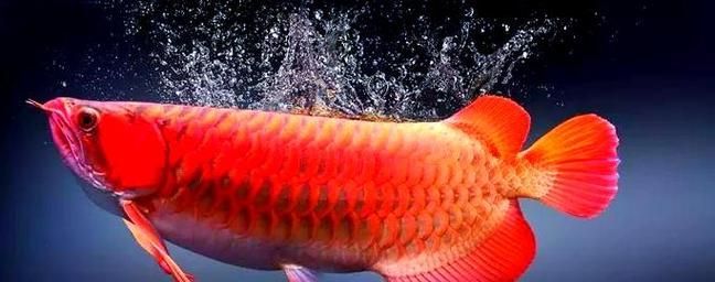 如何區分紅龍魚的好壞？，紅龍觀賞全解析