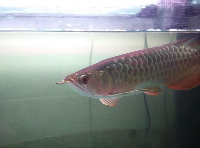 如何判斷過(guò)背金龍是否開(kāi)始爬背，overbackdragonfish（overbackdragonfish）背金龍是否開(kāi)始爬背