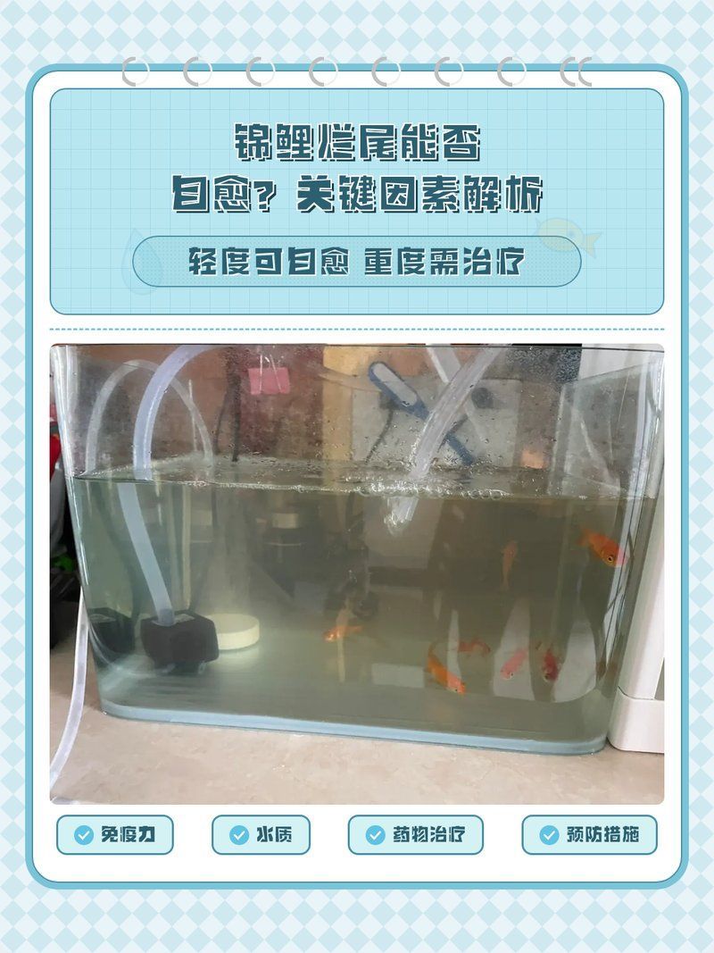 錦鯉爛尾病會自愈嗎，錦鯉爛尾病會自愈嗎，錦鯉爛尾能否自愈與治療全攻略