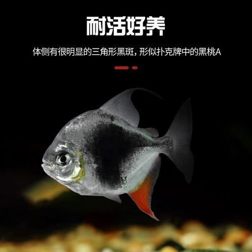還有哪些龍魚高端配魚品種？，水族箱配魚的選擇